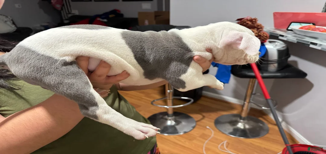 Gallery Image {{count}}