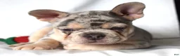 French Bulldog dogs for sale: Thea - Ad 12