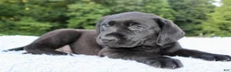 Labrador Retriever dogs for sale: Diesel  - Ad 5