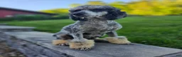 Standard Poodle dogs for sale: Francesca - Ad 4
