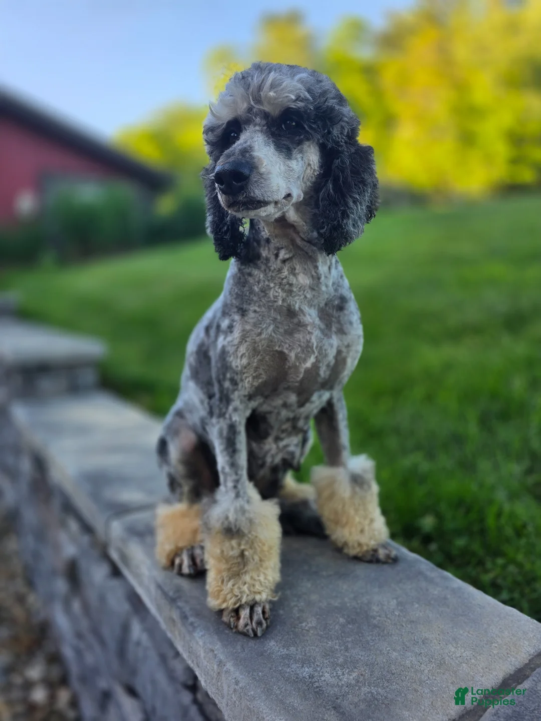 Standard Poodle dogs for sale: Francesca - Ad 4