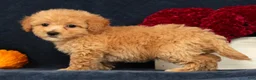 Bichpoo dogs for sale: Oprah - Ad 2