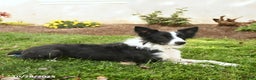 Border Collie dogs for sale: Sparky - Ad 2