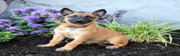 Belgian Malinois dogs for sale: Nova  - Ad 2