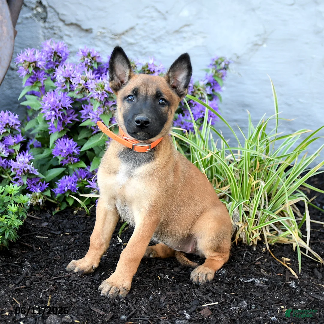 Belgian Malinois dogs for sale: Nova  - Ad 2