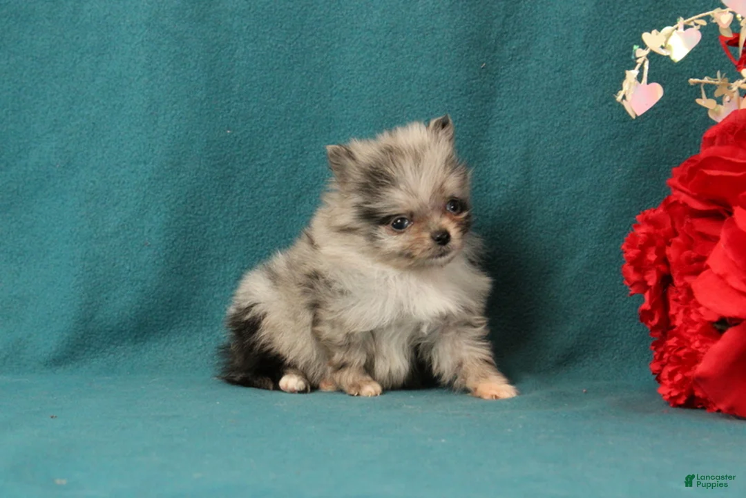 Pomeranian dogs for sale: Tessa - Ad 4