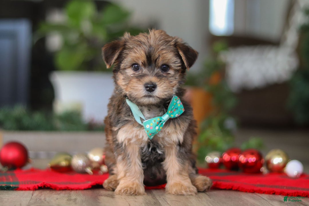 Morkie dogs for sale: Buddy - Ad 1