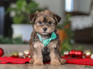 Morkie dogs Buddy - Ad 16