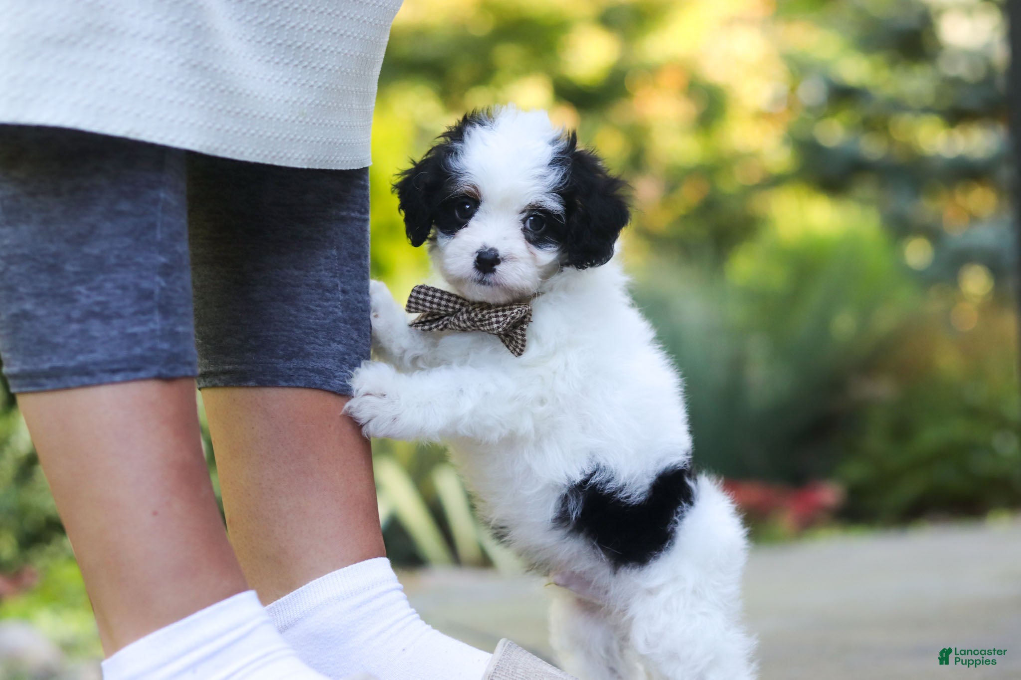 Cavapoo dogs Brady - Ad 1