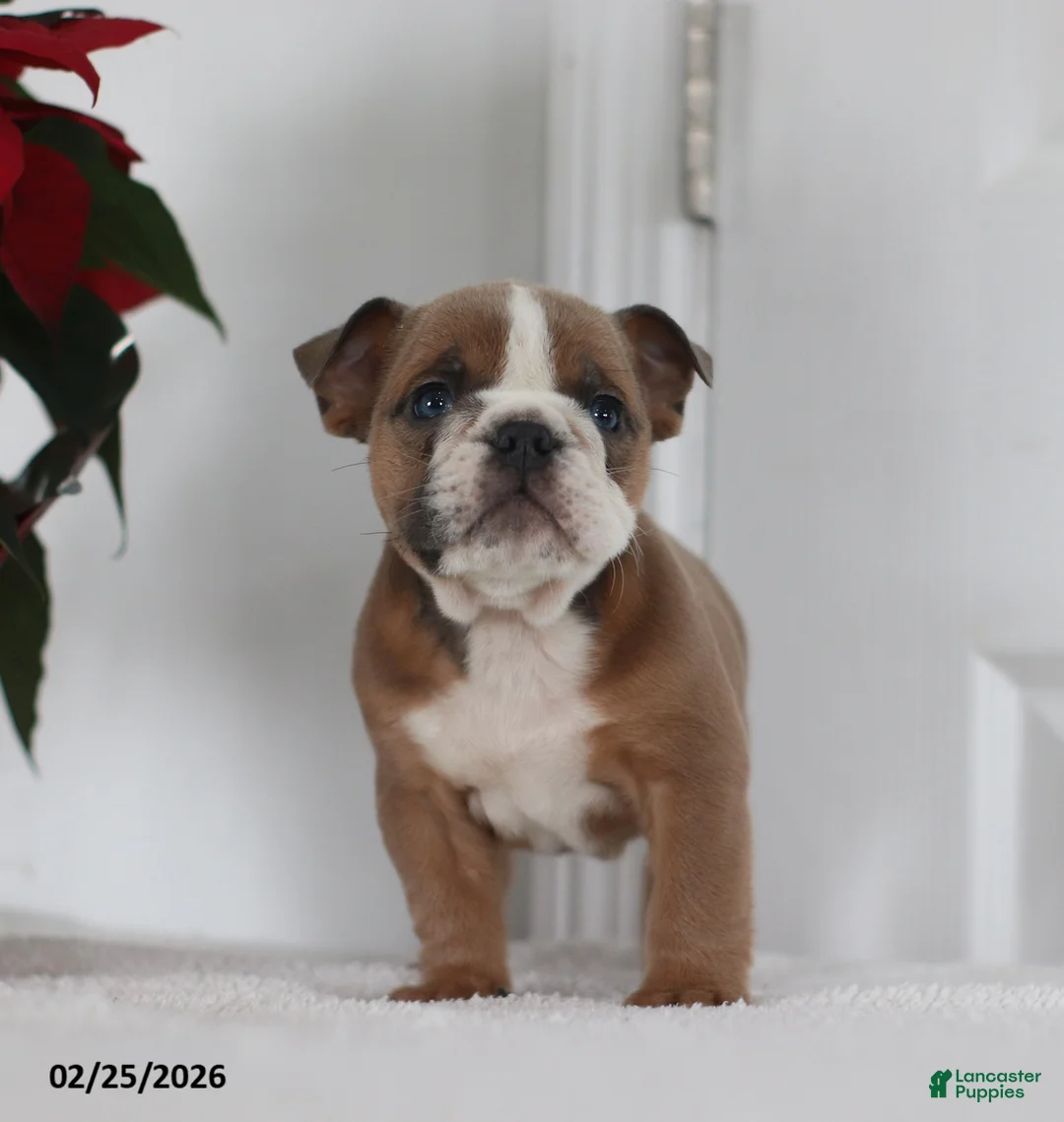 English Bulldog dogs for sale: Rusty - Ad 5