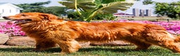 Golden Retriever dogs for sale: Link - Ad 6