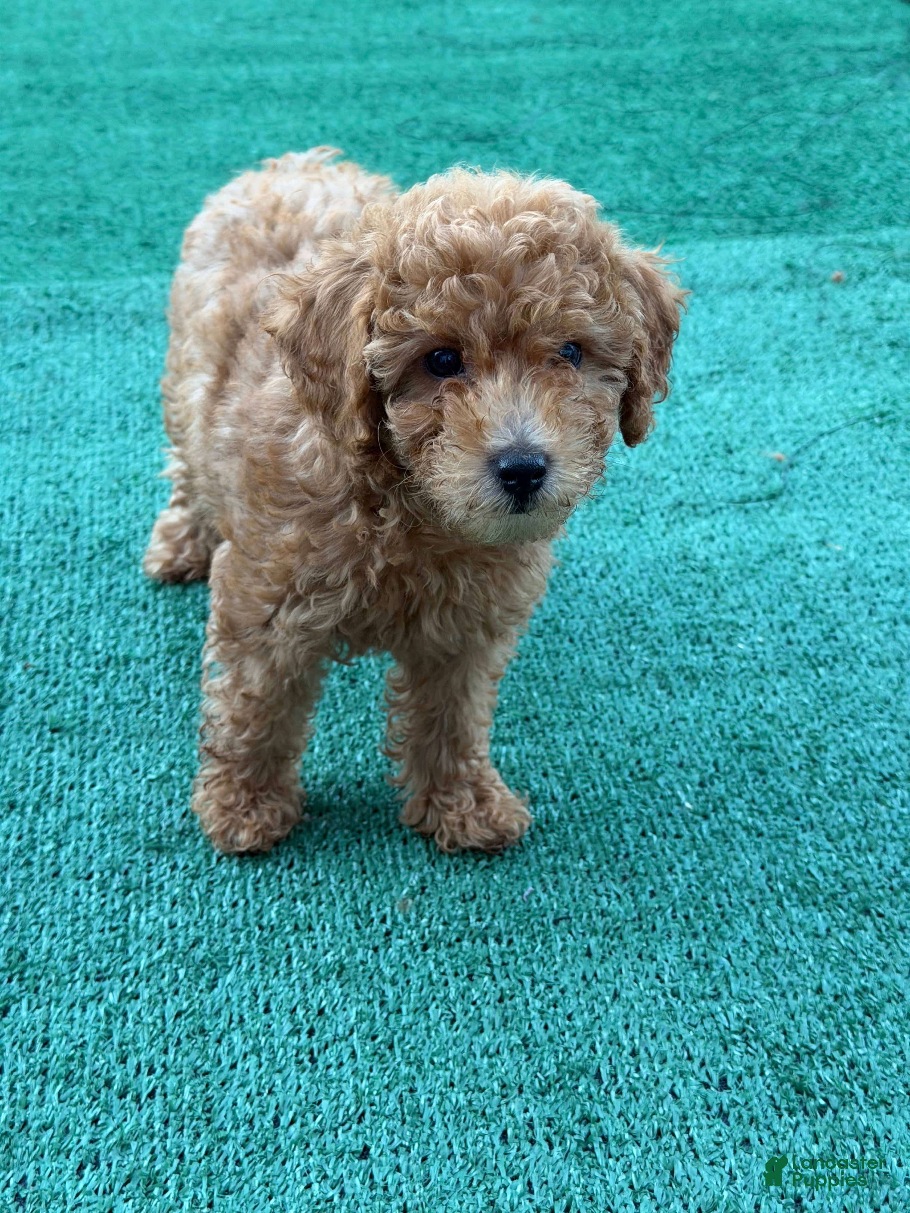 Toy Poodle dogs Tina - Ad 1