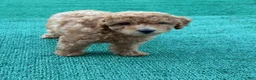 Toy Poodle dogs for sale: Tina - Ad 1