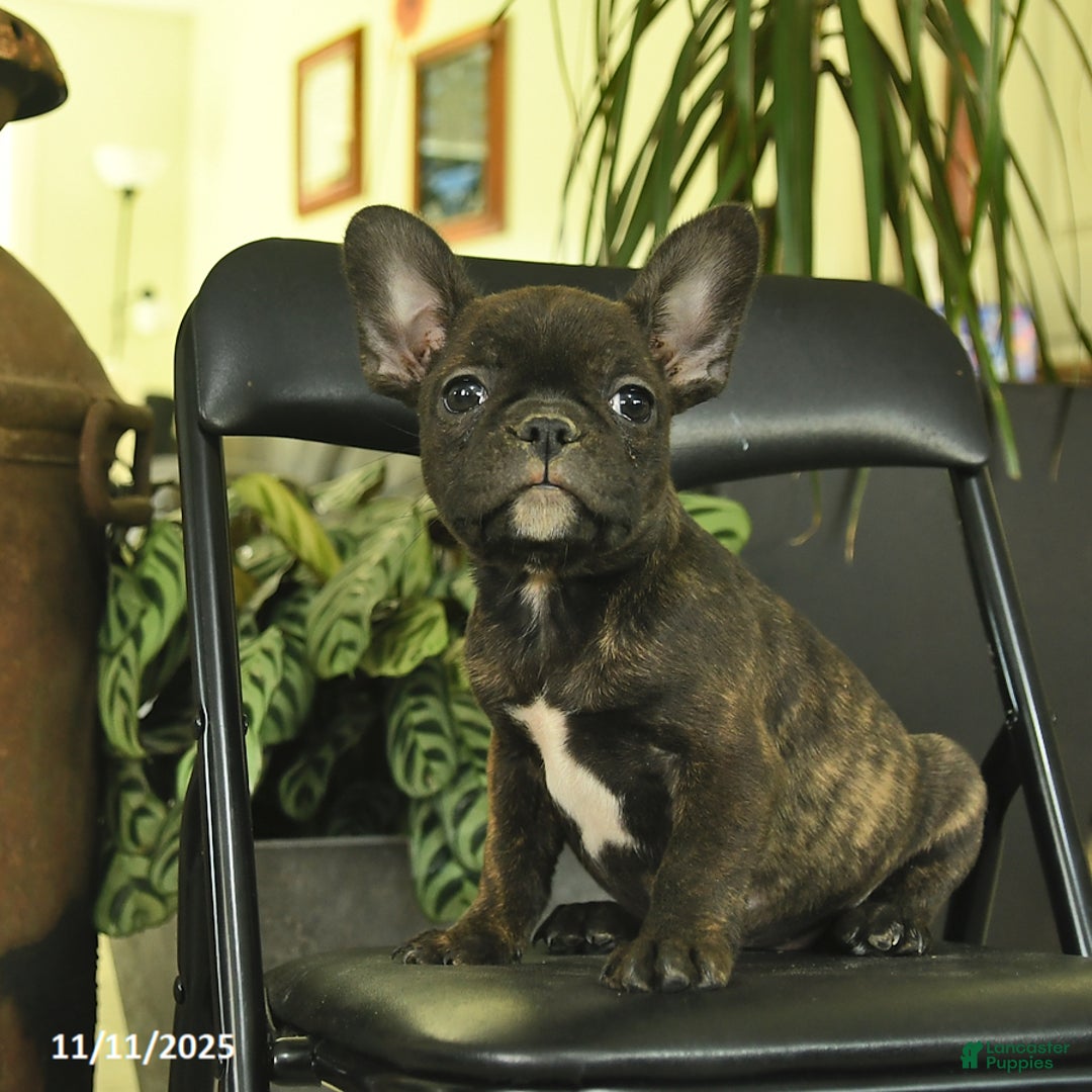 Frenchton dogs for sale: Georgia  - Ad 2