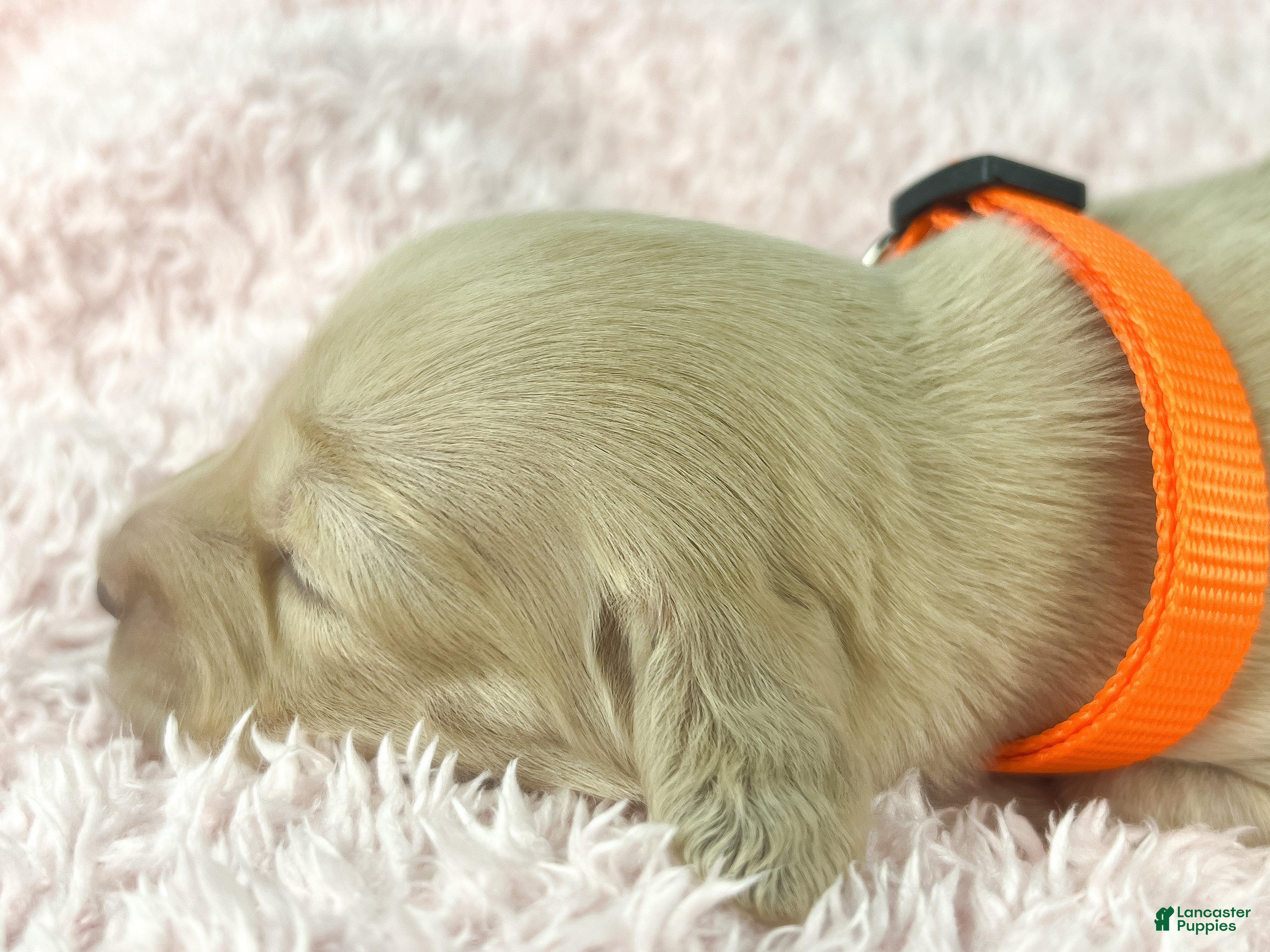 Miniature Dachshund dogs Cheddar - Ad 12