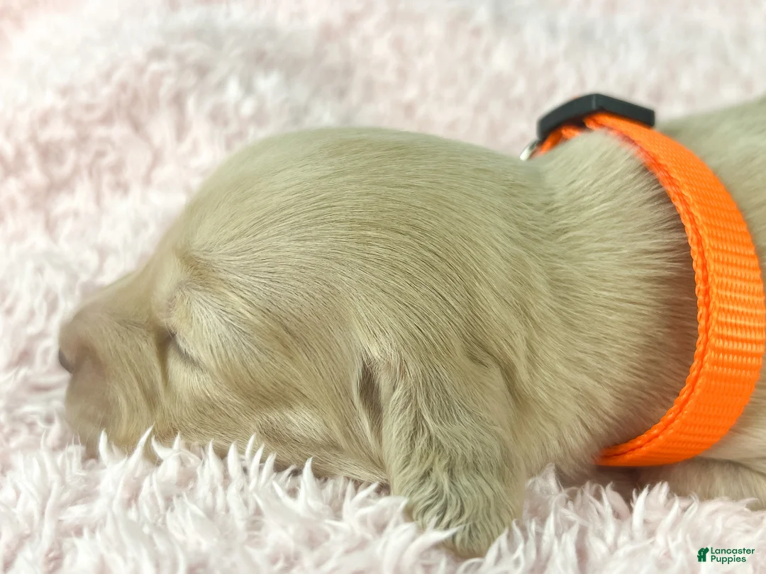 Miniature Dachshund dogs for sale: Cheddar - Ad 1