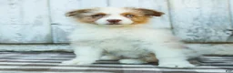 Australian Shepherd dogs for sale: Rocky - Ad 4