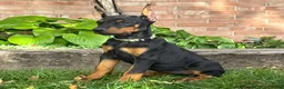 Doberman Pinscher dogs for sale: Bella - Ad 3