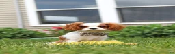 Cavalier King Charles Spaniel dogs for sale: Oliver - Ad 8