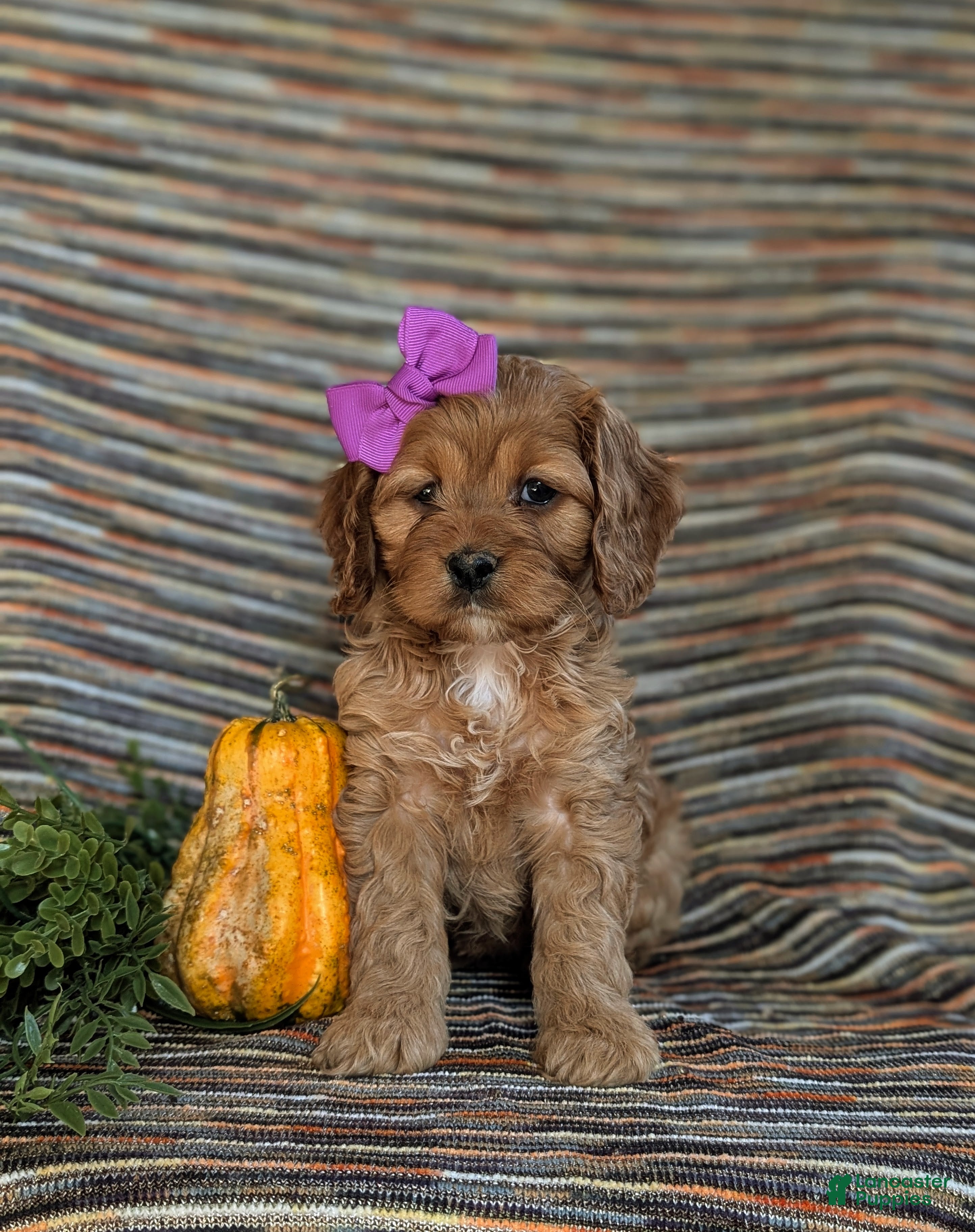 Cockapoo dogs for sale: Justine - Ad 2
