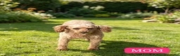 Toy Poodle dogs for sale: CHICO - ACA TOY POODLE - Ad 3