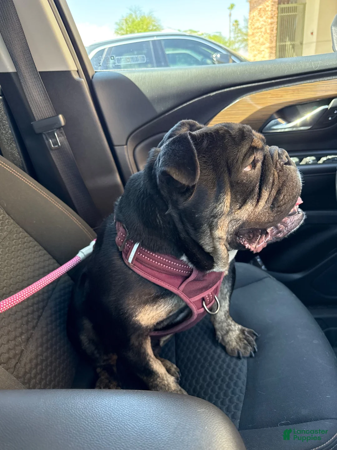 English Bulldog dogs for sale: English Bulldog 1 - Ad 1