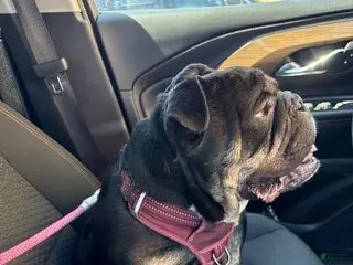 English Bulldog dogs English Bulldog 1 - Ad 4