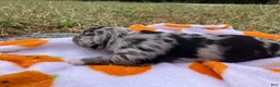 Miniature Schnauzer dogs for sale: Miniature Schnauzer 2 - Ad 1