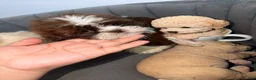Shih Tzu dogs for sale: Shih Tzu 3 Felix - Ad 4