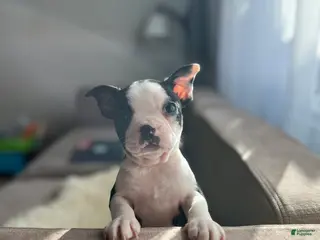 Boston Terrier dogs Nani - Ad 6