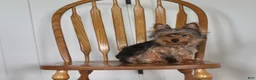 Yorkshire Terrier dogs for sale: Robot - Ad 6