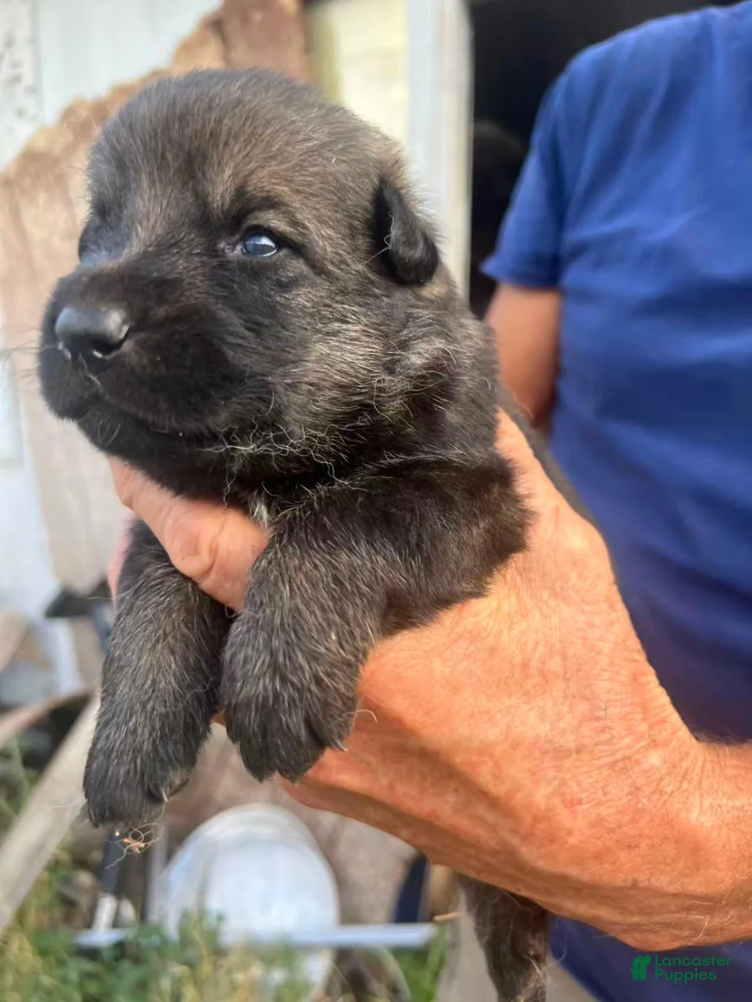 German Shepherd dogs for sale: German Shepherd Male 5 - Ad 1
