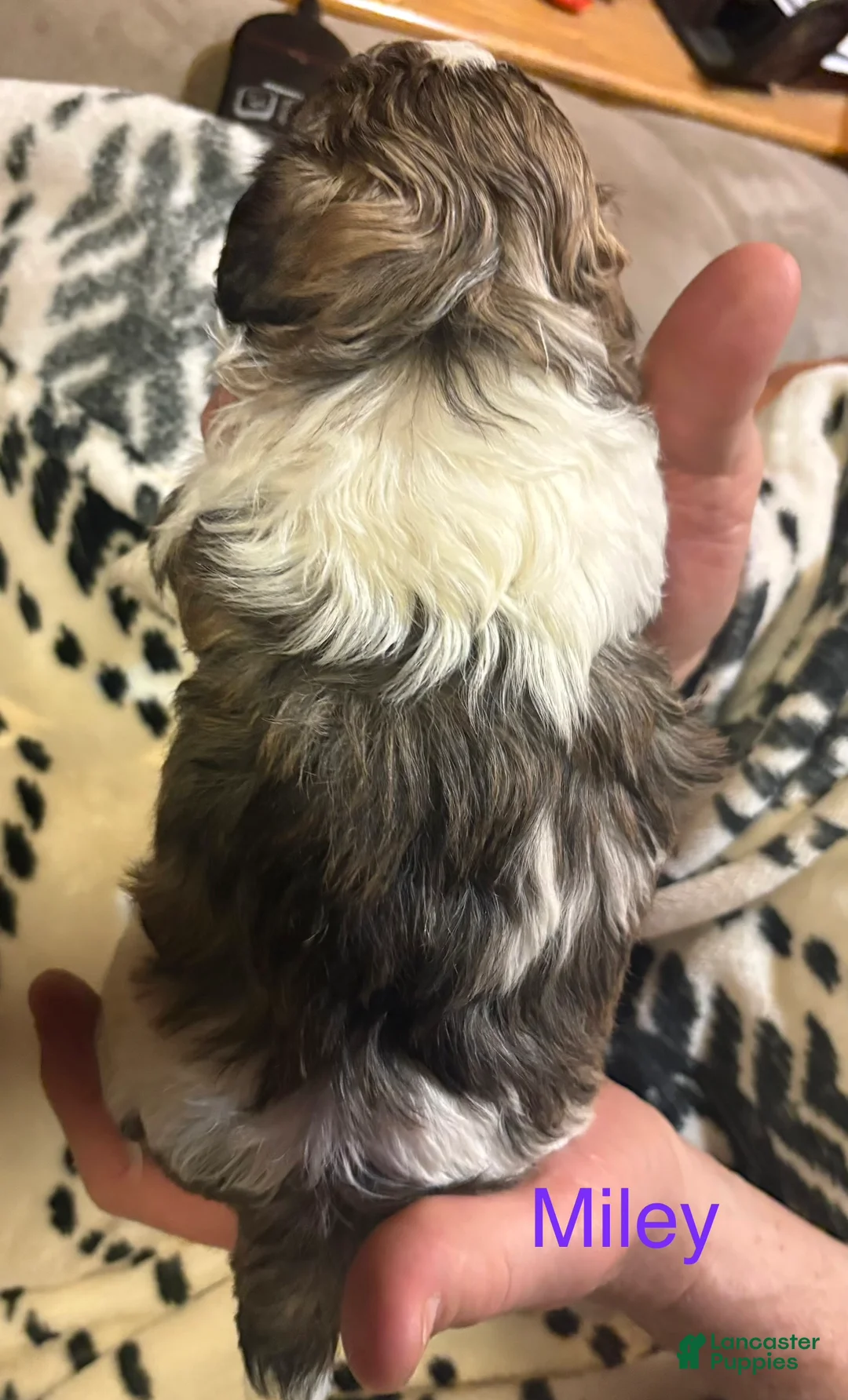 Shih Tzu dogs for sale: Miley - Ad 2