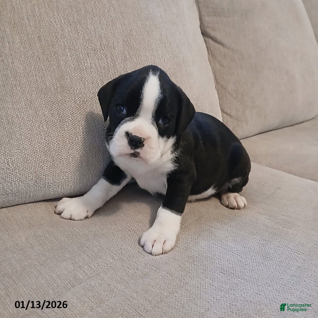 Boxer dogs for sale: Ashley - Ad 1