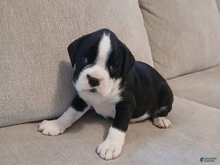 Boxer dogs Ashley - Ad 19