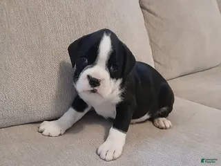 Boxer dogs Ashley - Ad 37