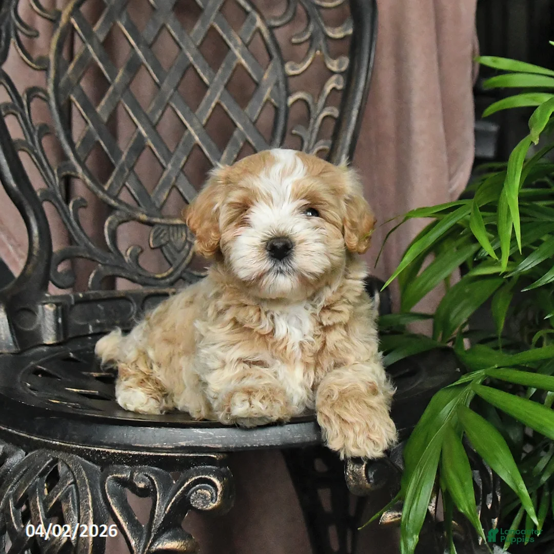 Maltipoo dogs for sale: Patch  - Ad 2
