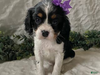 Cavalier King Charles Spaniel dogs Georgia- black tricolor - Ad 11