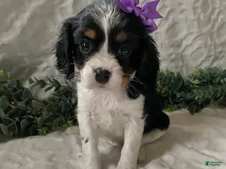 Cavalier King Charles Spaniel dogs Georgia- black tricolor - Ad 18