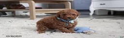 Toy Poodle dogs for sale: Patrick - Ad 31