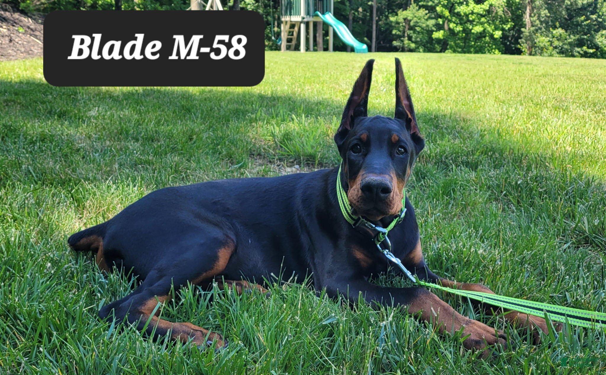 Doberman Pinscher dogs BLADE - Ad 37