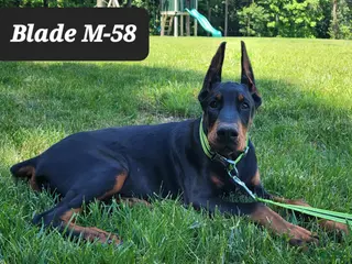 Doberman Pinscher dogs BLADE - Ad 37
