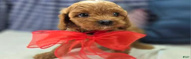Rollypolly