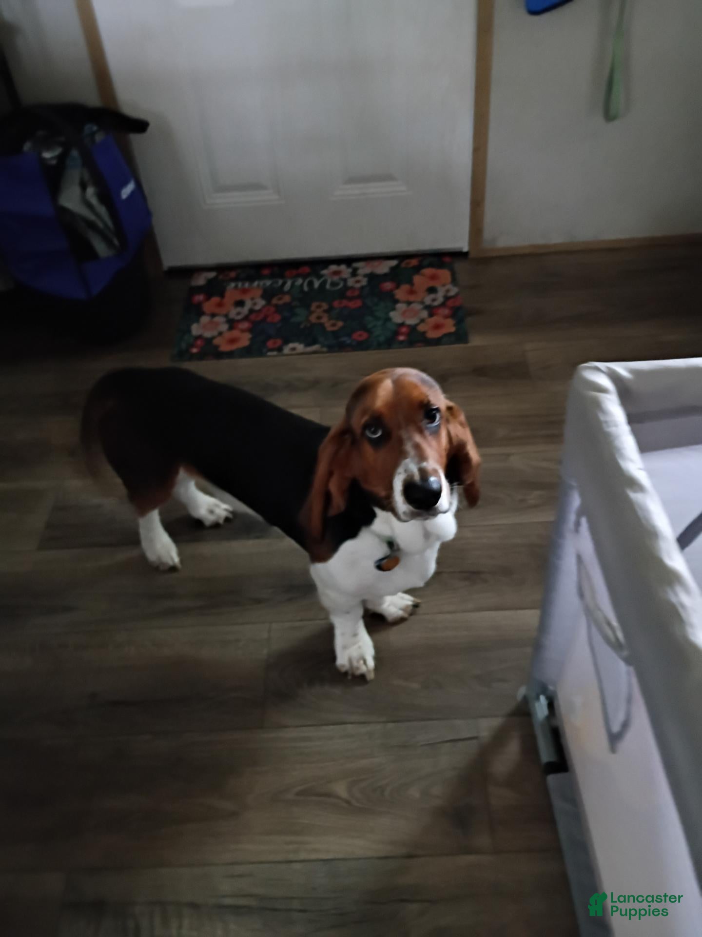 Cooper (Basset Hound, Male) in Springfield, OH