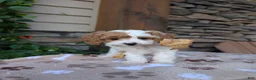 Cavapoo dogs for sale: Barbie - Ad 3