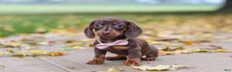 Miniature Dachshund dogs for sale: Lilly - Ad 8