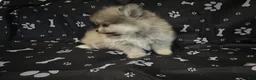 Pomeranian dogs for sale: Pomeranian 1 - Ad 7