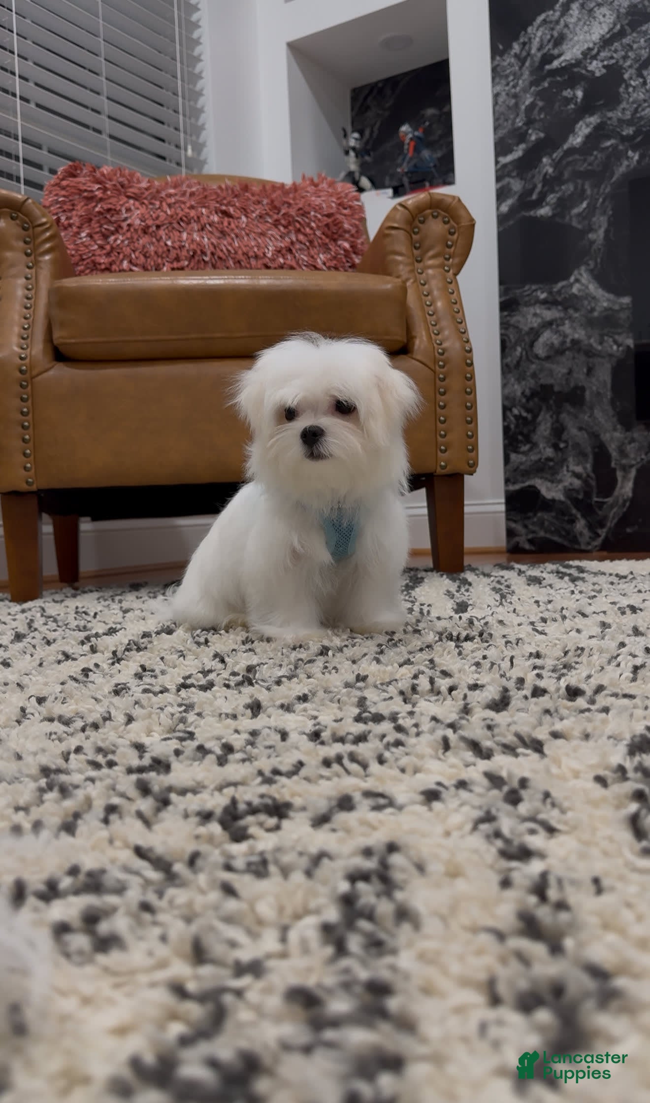 Maltese Puppies for sale in Virginia Lancaster Puppies