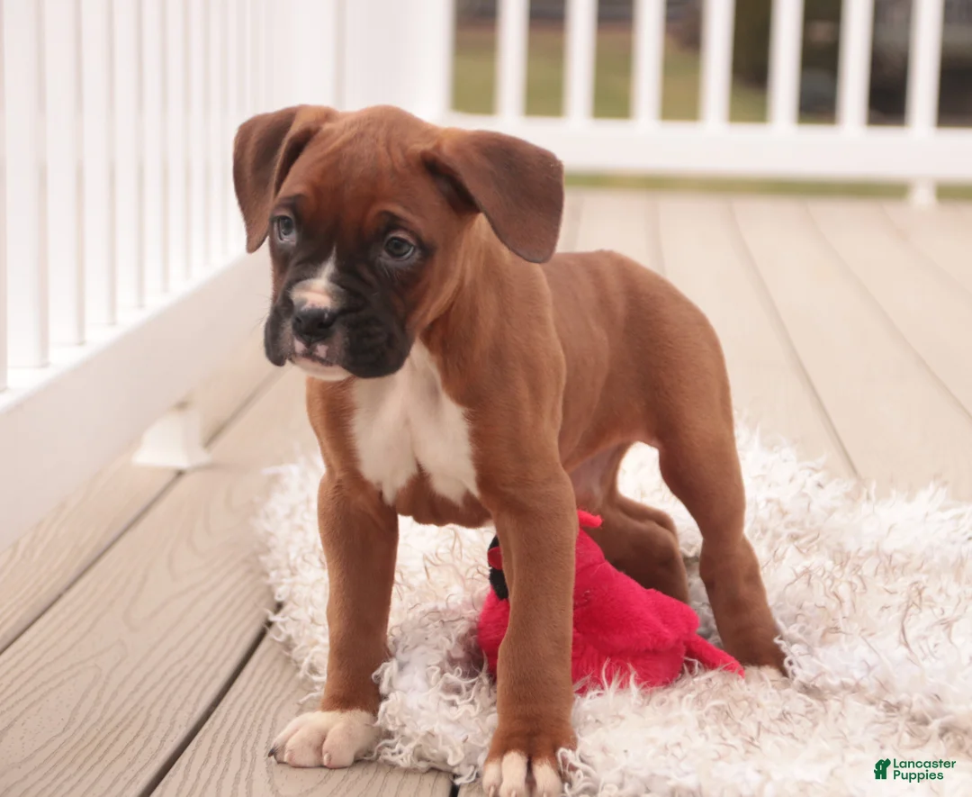 Boxer dogs for sale: Avery - Ad 2