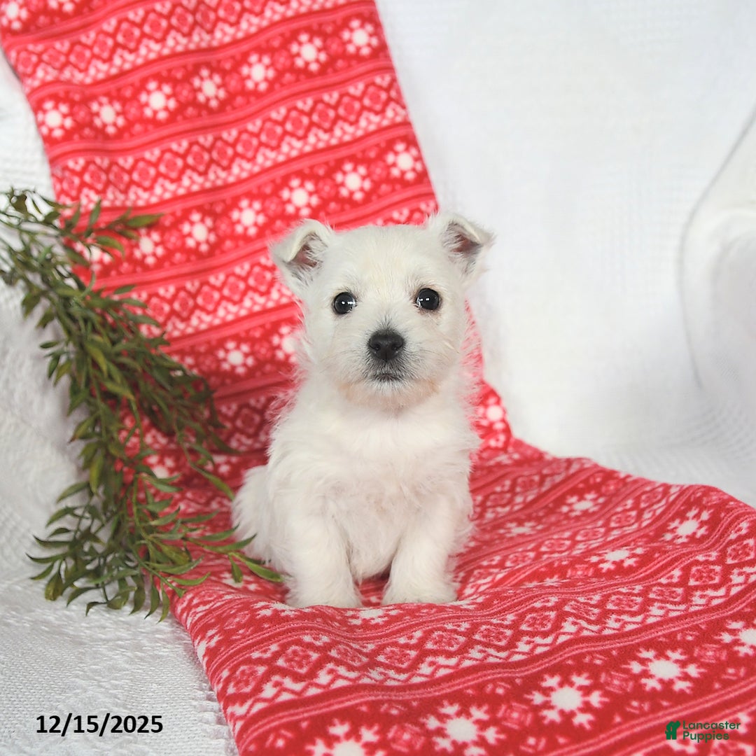 West Highland Terrier dogs for sale: Sookie - Ad 5